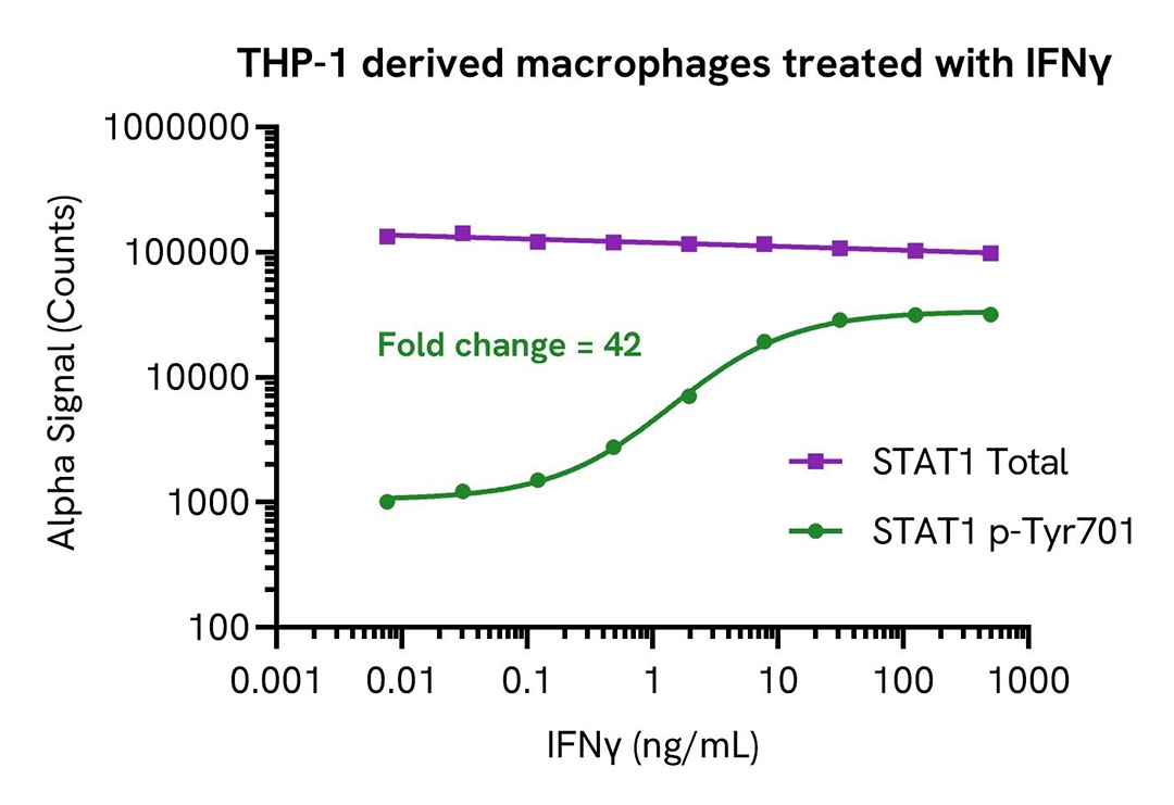thp 1 derived macrophages cells treated with ifny alsu pst1 a