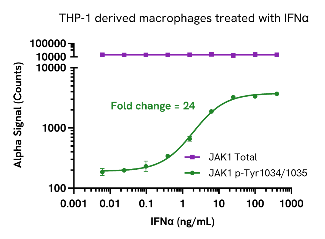 THP 1 derived macrophages treated with IFNa
