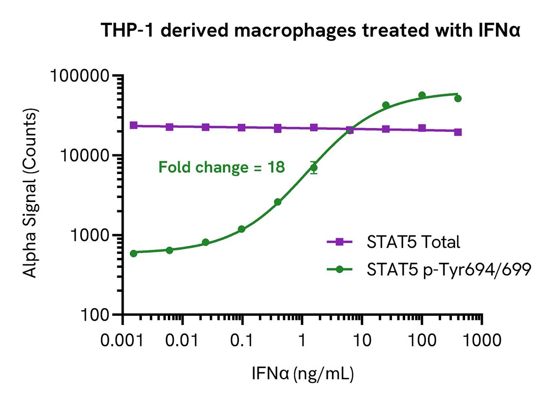 THP-1 derived macrophages treated with IFNα