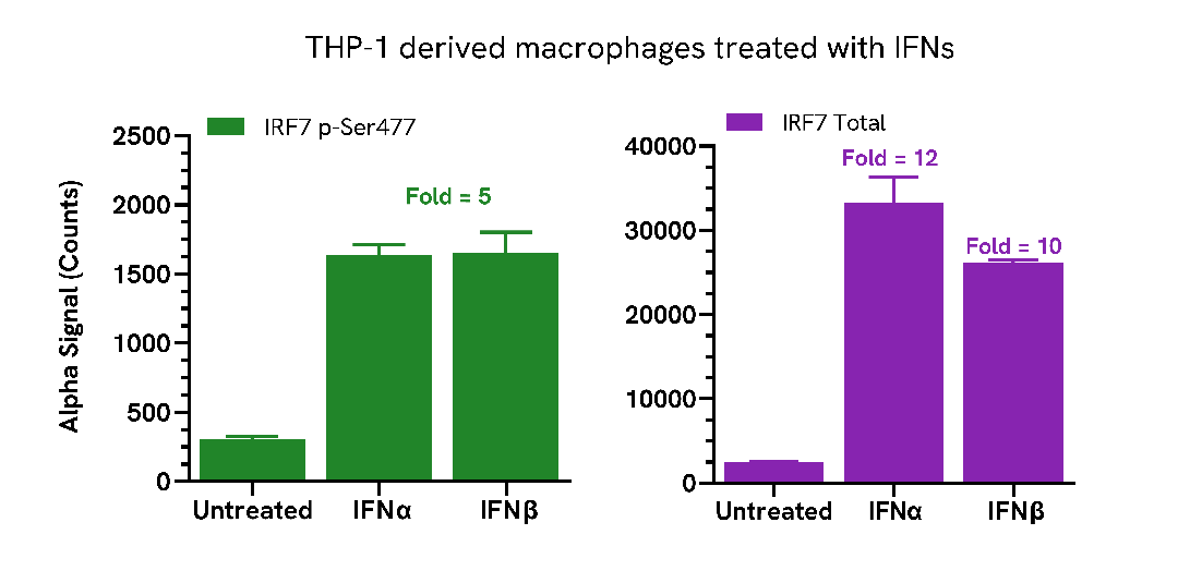 Endogenous detection of Phospho IRF7 in response to type I interferons