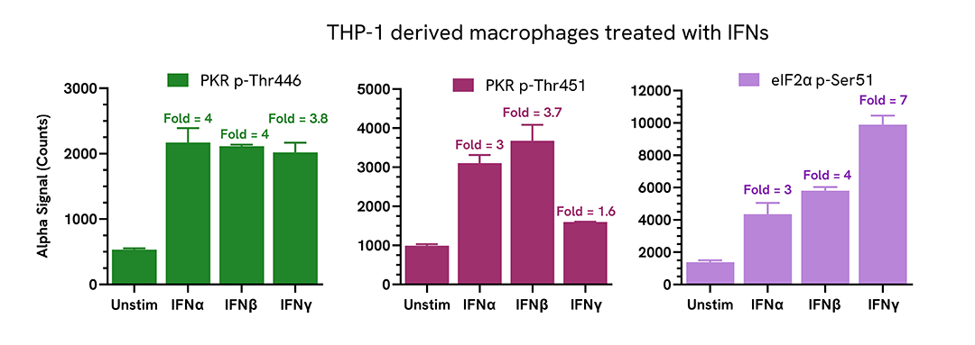 Interferon mediated PKR (Thr446) phosphorylation