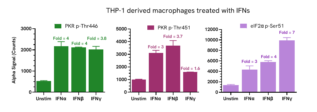 PKR phosphorylation mediated by interferons