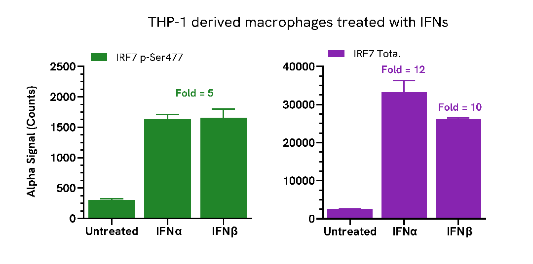 Endogenous detection of IRF7 Total in response to type I interferons