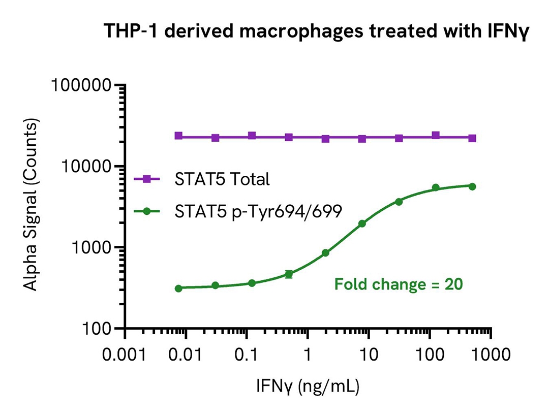 THP-1 derived macrophages treated with IFNγ
