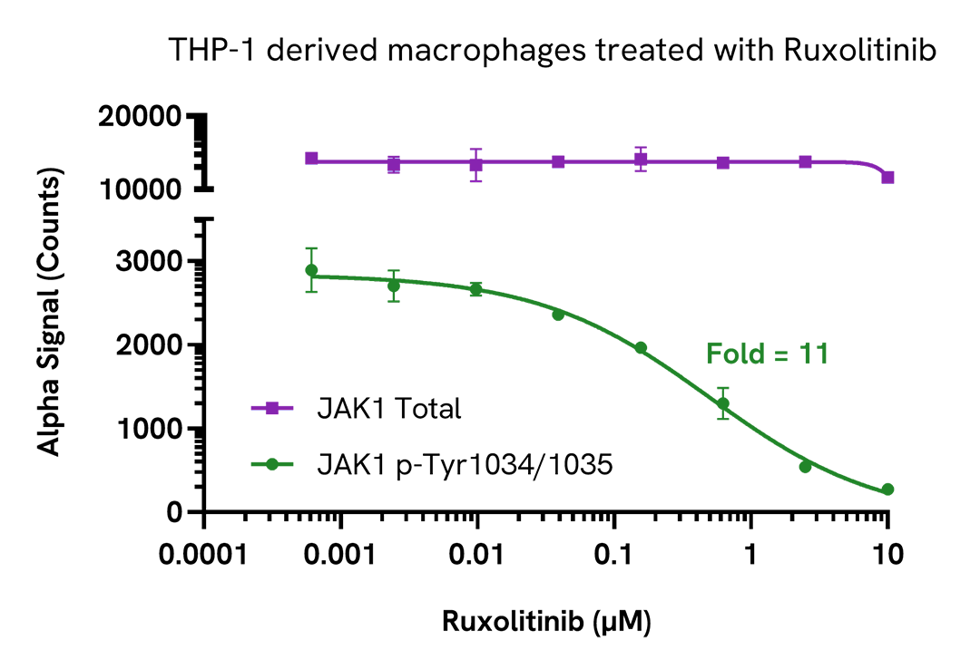 THP 1 derived macrophages treated with Ruxolitinib