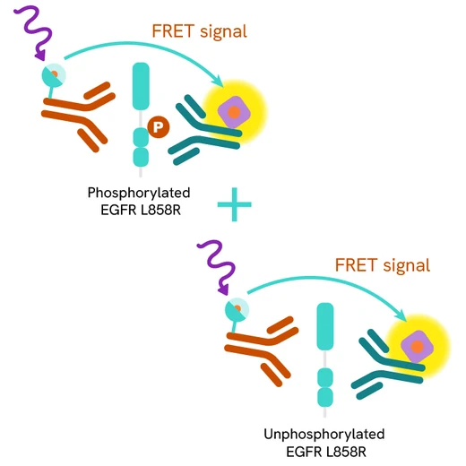 Total EGFR L858R Product image