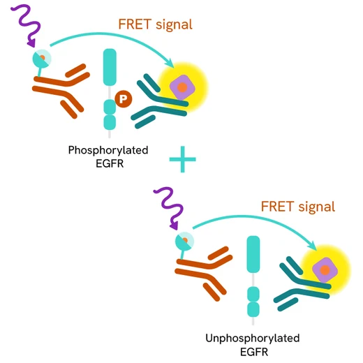 Total EGFR  Product image