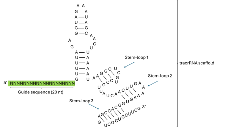 img-tracr-rna-scaffold.png