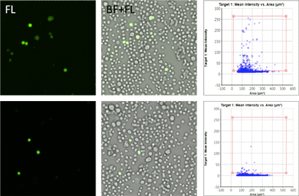 Transfection and transduction 2