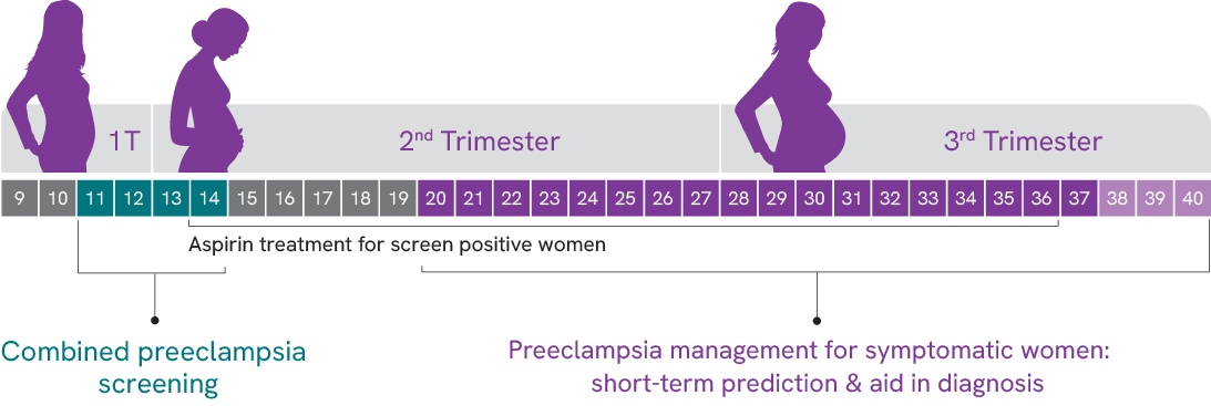 trimesters version 2