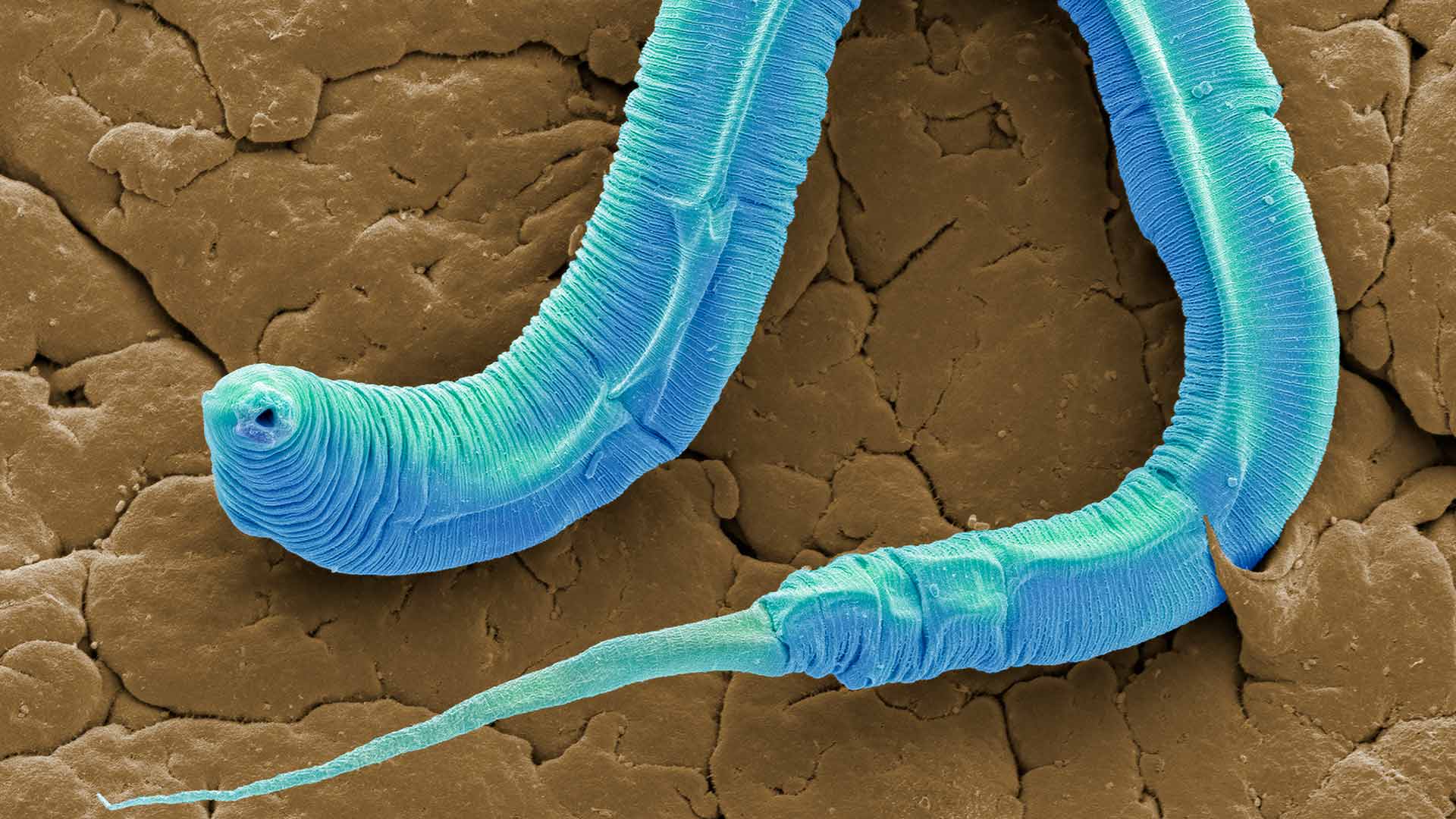 triphosphate thumbnail