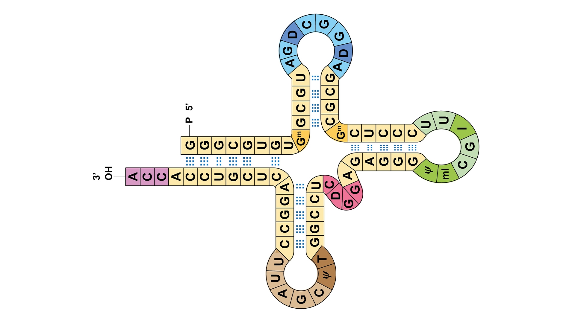 trna blog thumbnail