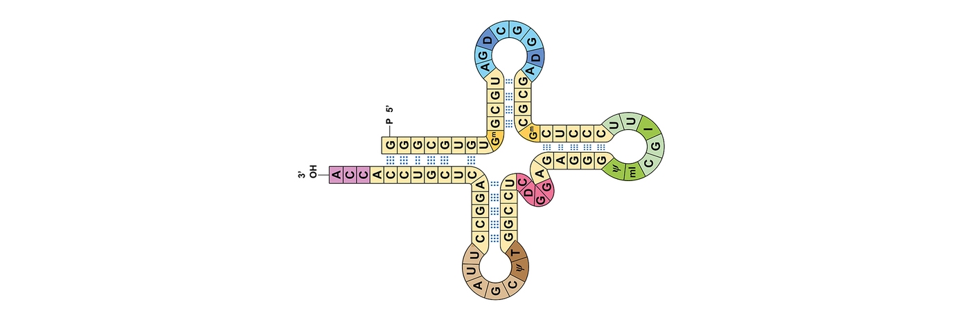 trna blog hero