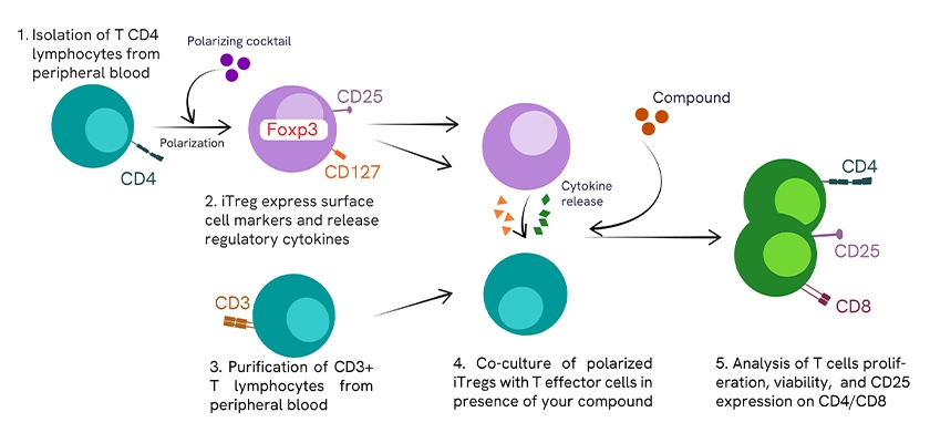 iTreg Suppression Assay setup