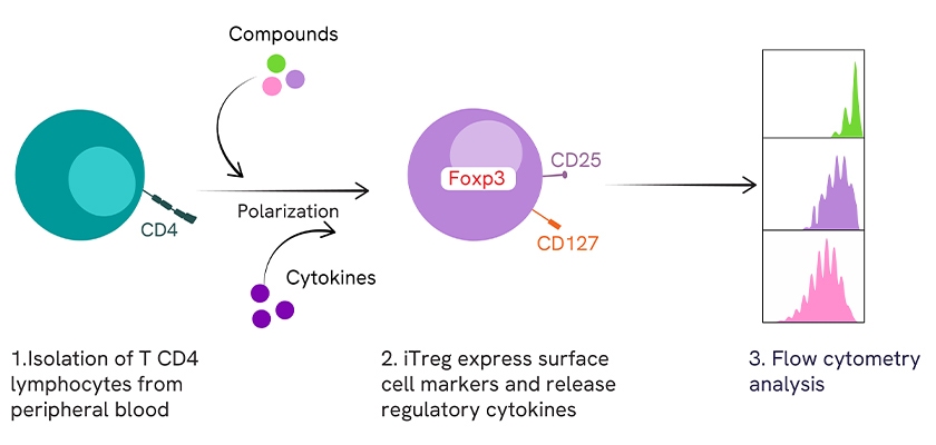 Standard iTreg polarization assay