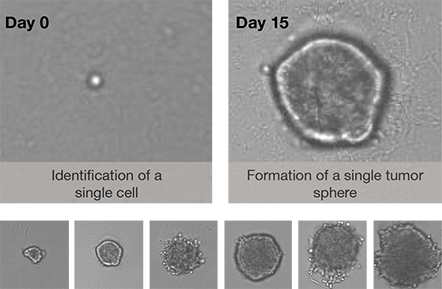 Tumor Sphere Formation