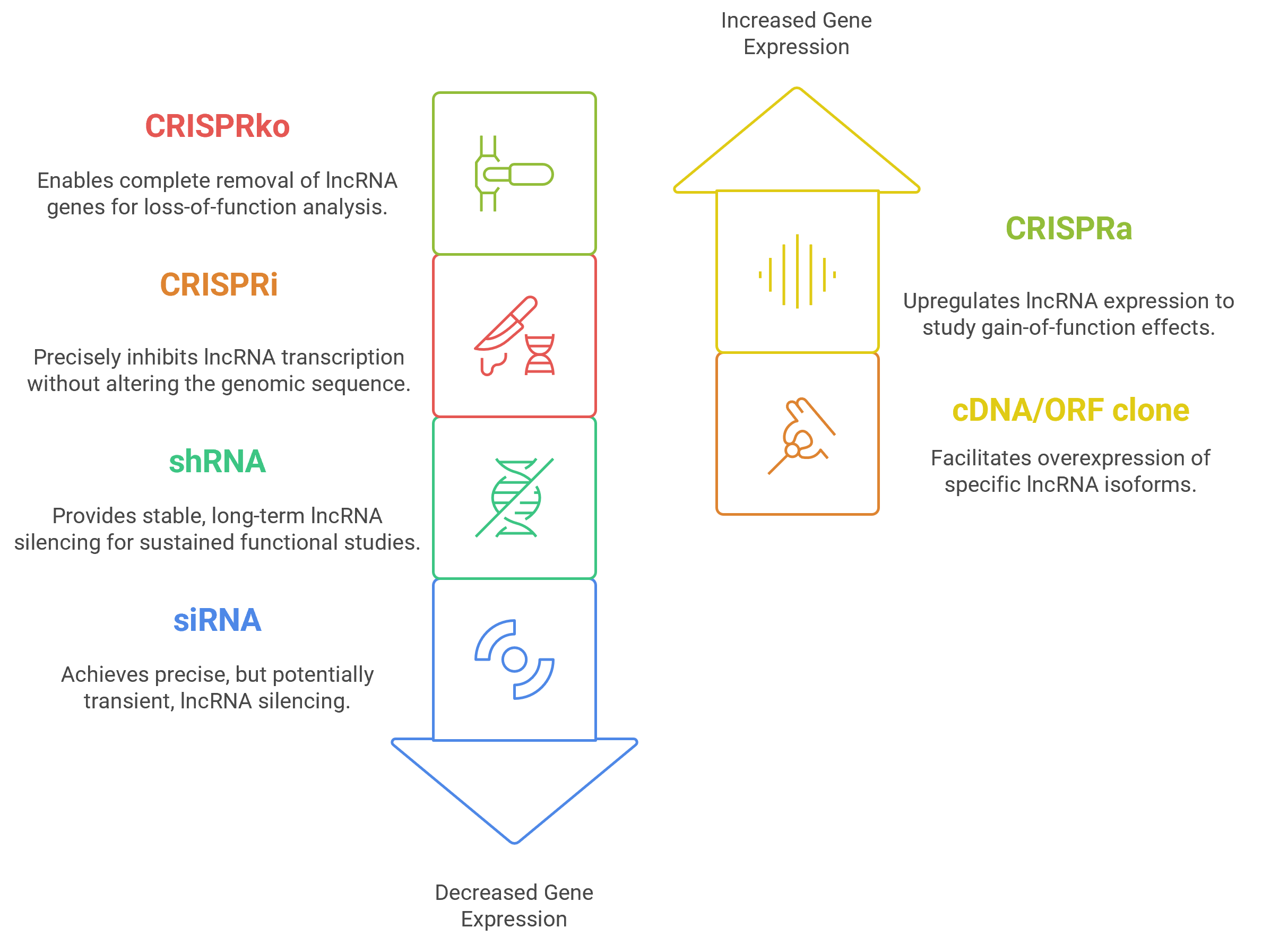 Techniques used to modulate long non-coding RNAs (lncRNAs) for functional genomic research.