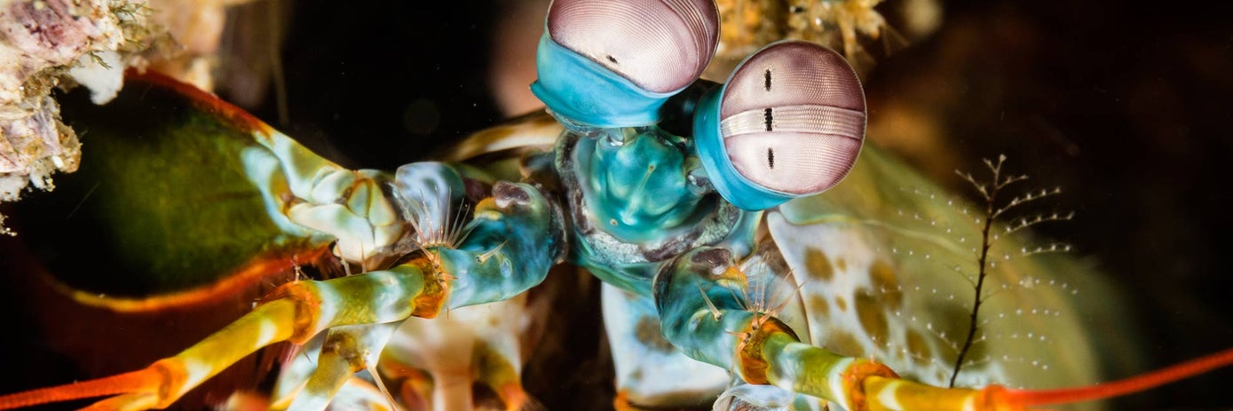 variant calling blog hero