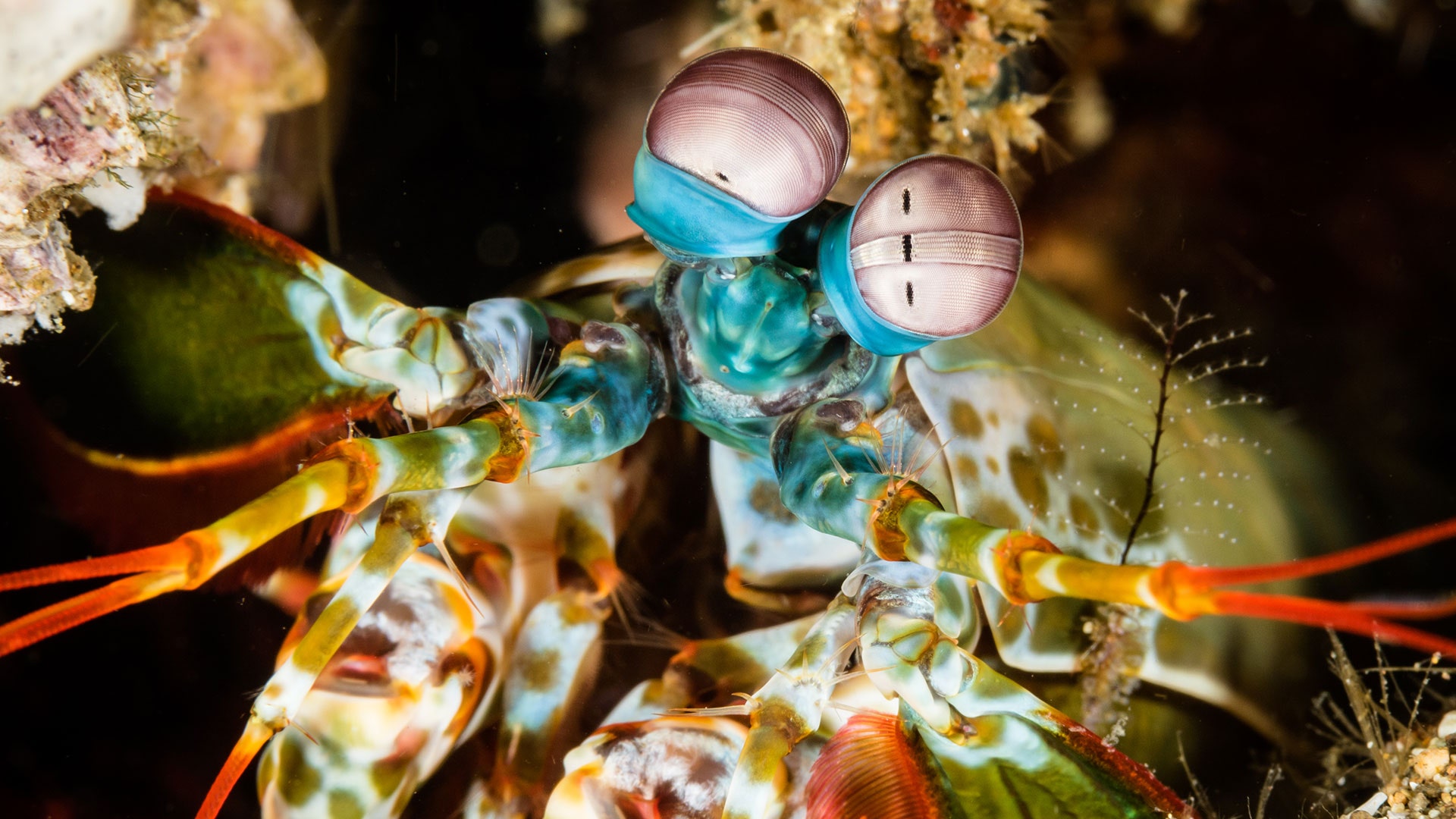 variant calling blog thumbnail