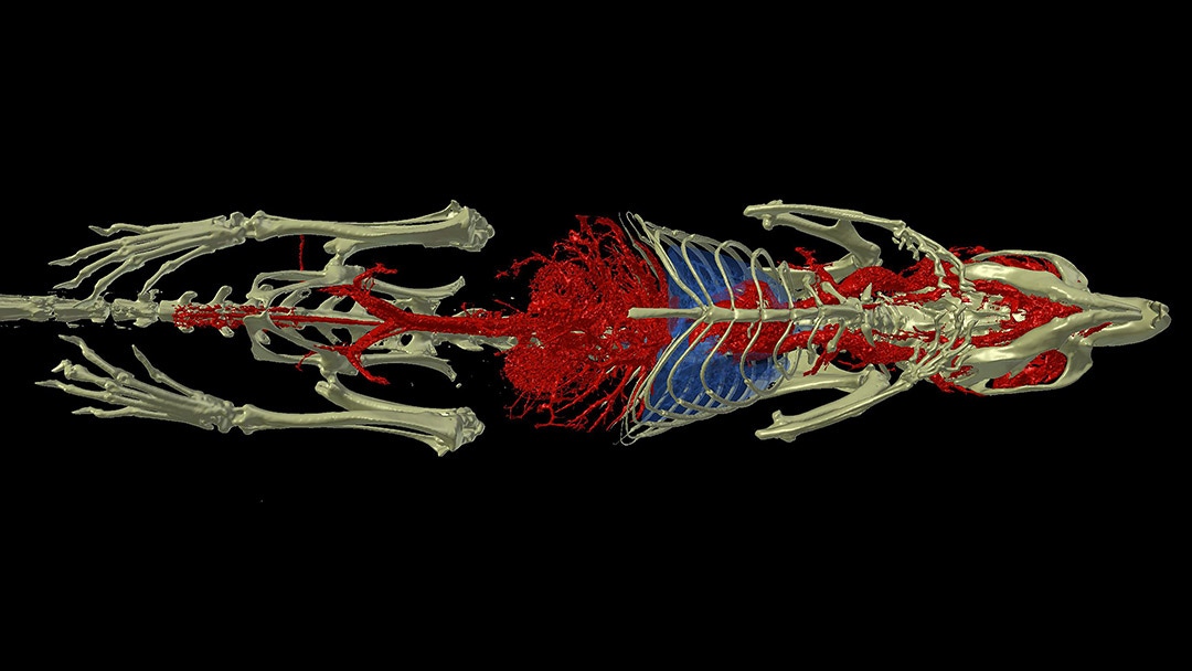 Whole body image of mouse using contrast enhanced microCT