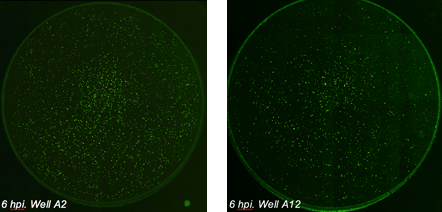 Viral infections-8