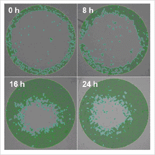 Wound healing measured with the celigo cytometer