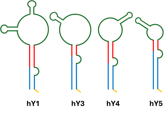 y rna secondary structure