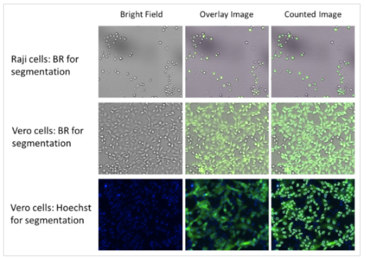 Zika viral titration with mKate2 fluorescent protein reporter-1