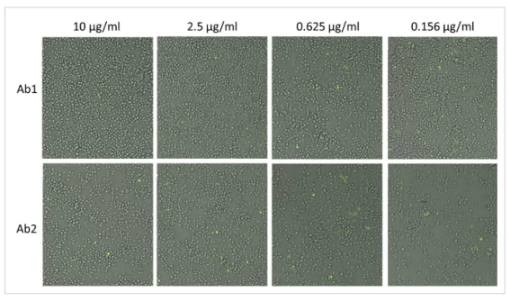 Zika virus microneutralization assay-1