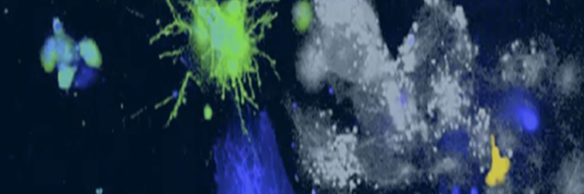immunocore-1920x400