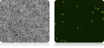 Total Nucleated Cells in Bone Marrow Measured Using AO