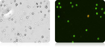 Isolated Mononuclear Cells Stained with AOPI