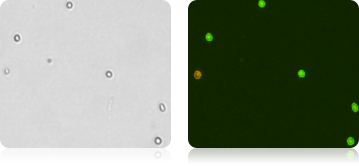 CD34+ Stem Cells Stained with AOPI