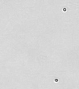 Bright field cell image - Lym7