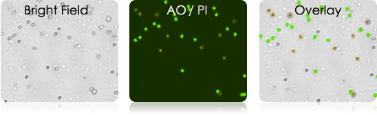 Mouse Splenocytes