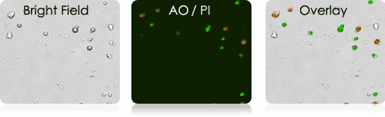 Murine Tumor Digest Samples Stained with AO/PI