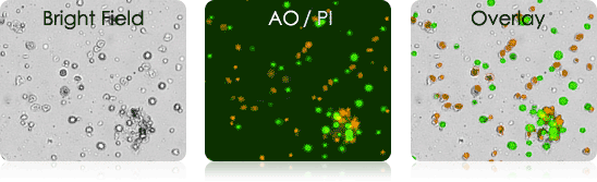 Murine Tumor Digest Samples Stained with AO/PI