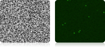 Total Number Nucleated Cells in Whole Blood Measured Using AO