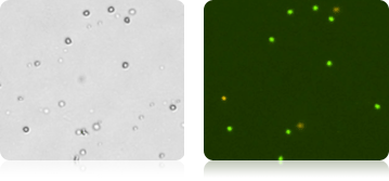 Isolated Neutrophils Cells Stained with AOPI