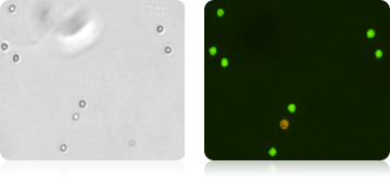 Purified CD19+ B Cells Stained with AOPI