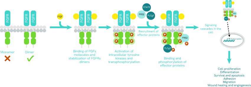 impact-fgfr-dysregulation-oncogenic-mechanisms-blog-image2