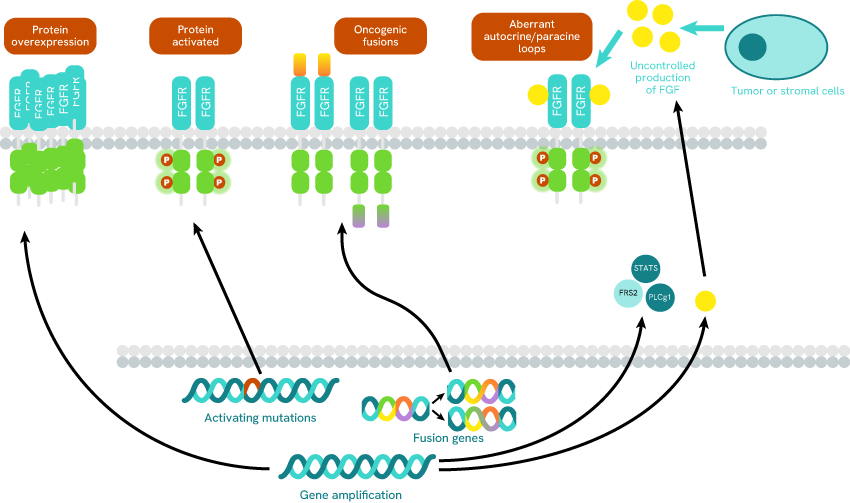 impact-fgfr-dysregulation-oncogenic-mechanisms-blog-image3