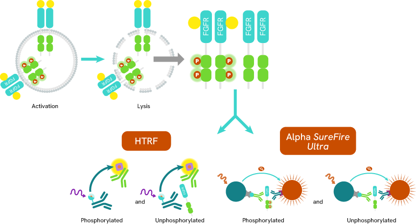 impact-fgfr-dysregulation-oncogenic-mechanisms-blog-image4