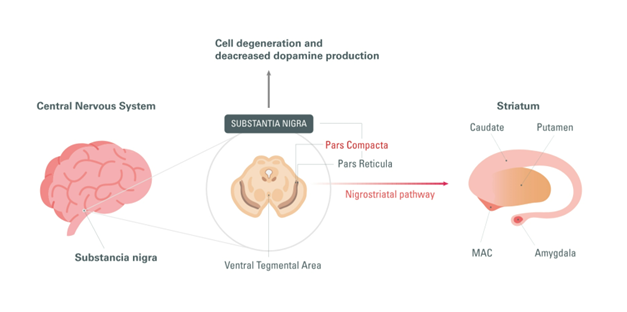 impact-of-aging-and-gut-microbiota-on-neuroinflammation_Image1