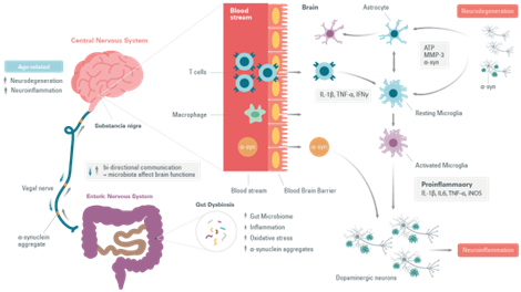 impact-of-aging-and-gut-microbiota-on-neuroinflammation_Image3