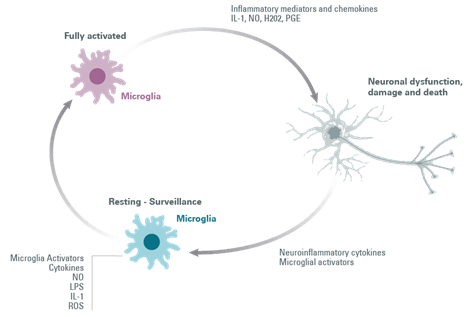 impact-of-aging-and-gut-microbiota-on-neuroinflammation_Image4