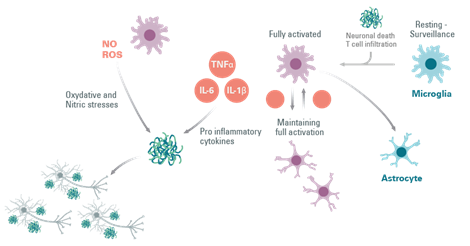 impact-of-aging-and-gut-microbiota-on-neuroinflammation_Image5