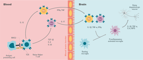 impact-of-aging-and-gut-microbiota-on-neuroinflammation_Image6