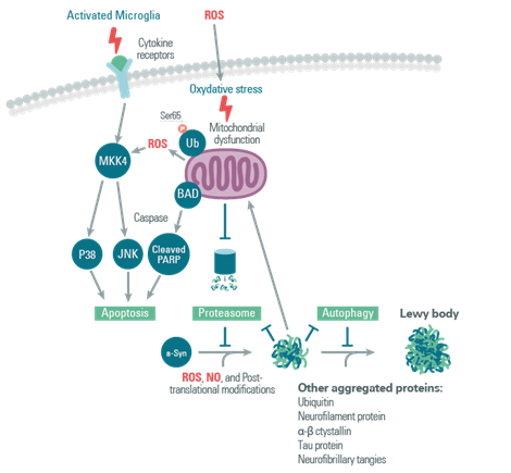 impact-of-aging-and-gut-microbiota-on-neuroinflammation_Image7