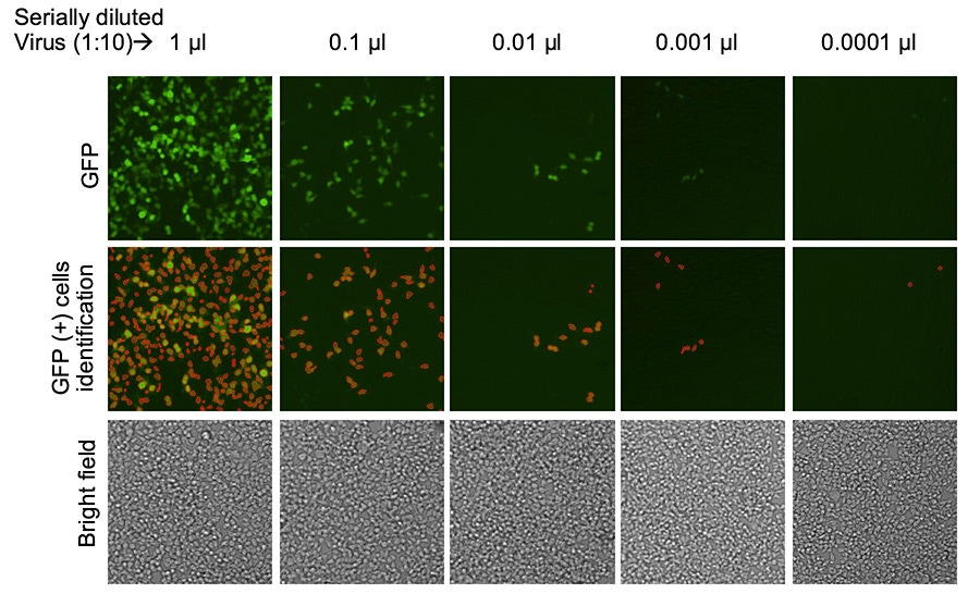 In plate analysis lentiviral transduction efficiency